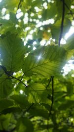 Low angle view of plants