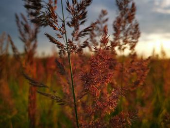 Close-up of plants growing on field against sky during sunset