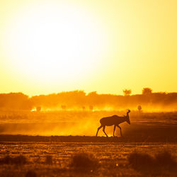 Silhouette of impala walking on field against sunset sky