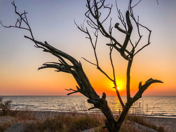 Bare tree by sea against sky during sunset