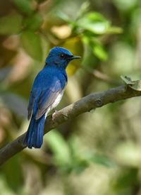 Close-up of bird perching on branch