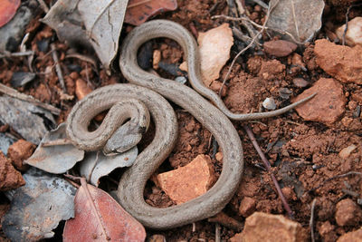 Close-up of snake