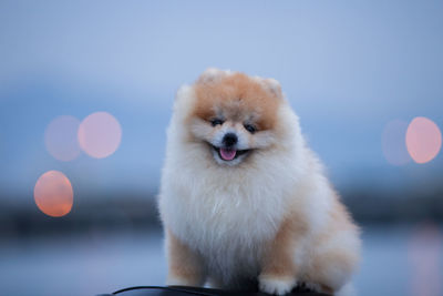 Close-up of dog looking away against sky