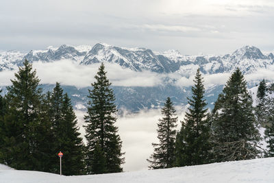Pine trees on snow covered mountain against sky