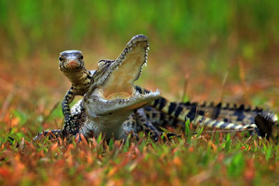 Close-up of lizard on land