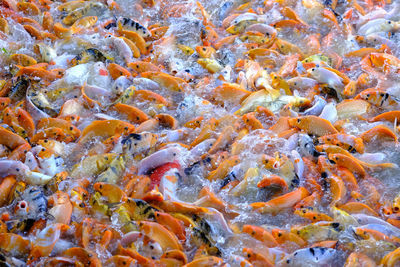 High angle view of fish swimming in sea