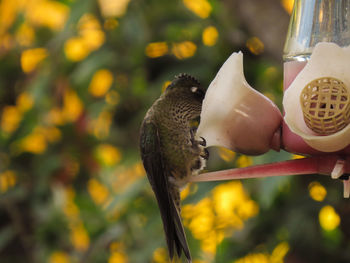 Close-up of bird eating from feeder