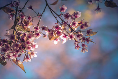 Low angle view of cherry blossoms in spring