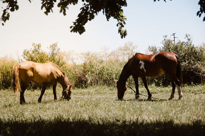 Horses in a field