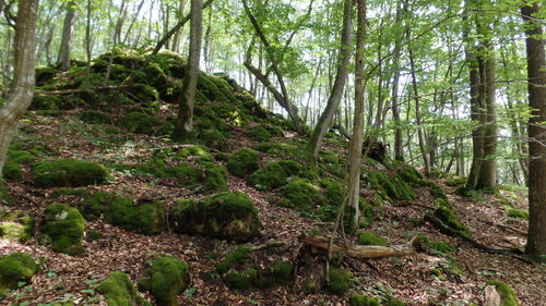 Trees in forest