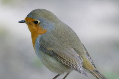 Close-up of a bird