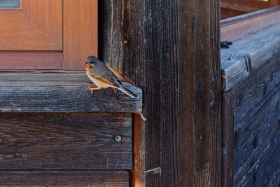 Bird perching on wooden door