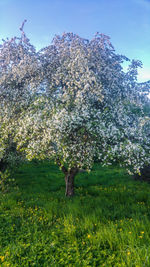 Close-up of flower tree against sky