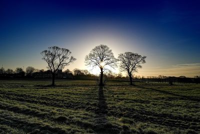 Bare trees on field against sky