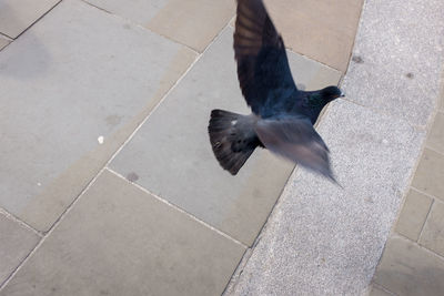 High angle view of bird flying