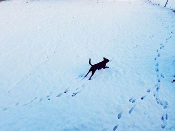 Birds flying over snow