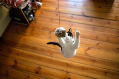 High angle view of playful cat over hardwood floor