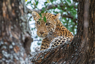 Wild animal in a tree