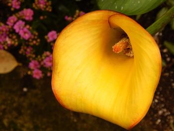 Close-up of pumpkin