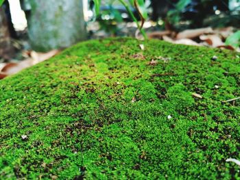 Close-up of moss growing on land