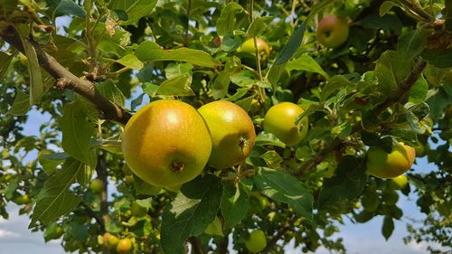 Low angle view of apples on tree