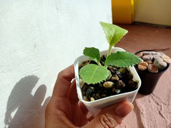 Midsection of person holding small plant against wall