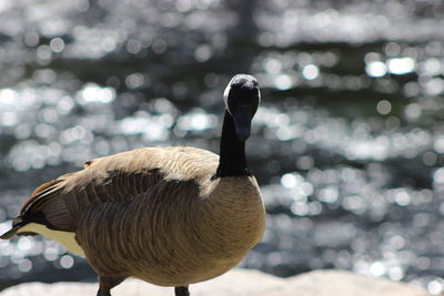 Close-up of canada goose against lake