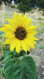 Close-up of sunflower