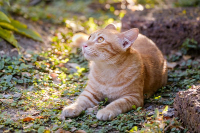 View of a cat looking away