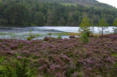 Scenic view of lake amidst trees