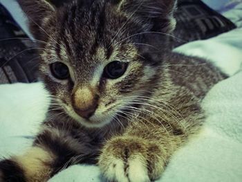 Close-up portrait of cat relaxing on bed