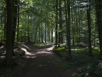 View of trees in forest