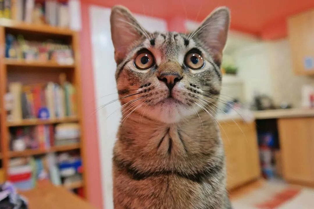 domestic cat, pets, cat, domestic animals, one animal, animal themes, feline, indoors, mammal, whisker, focus on foreground, close-up, portrait, looking at camera, home interior, selective focus, no people, animal head, front view