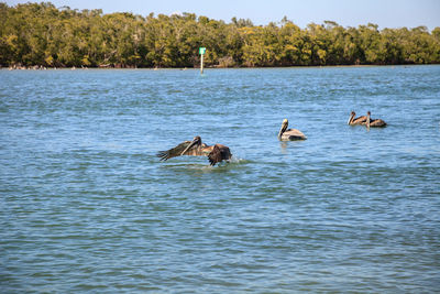 Brown pelican pelecanus occidentalis flies over the ocean at delnor-wiggins pass state park