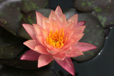 Close-up of pink water lily