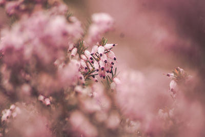 Close-up of pink cherry blossom