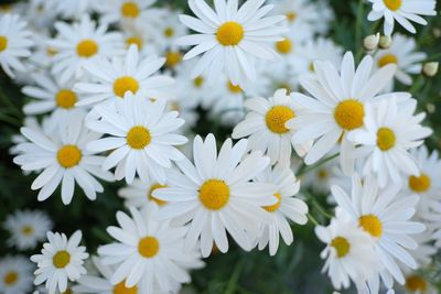 Close-up of white daisy flowers