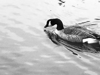 Duck swimming in a lake