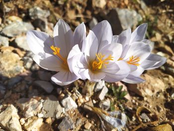 Close-up of white crocus