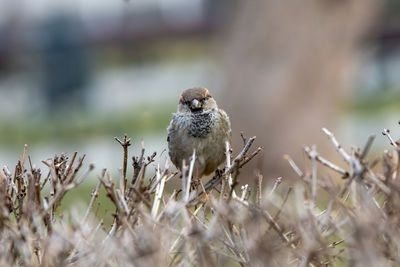 Close-up of sparrow perching on land
