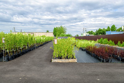 View in the rows of a tree nursery with numerous fruit trees and shrubs.