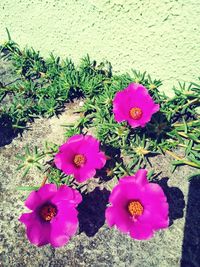 High angle view of pink flowering plant