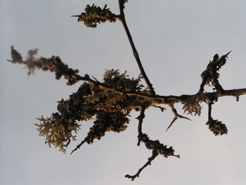 Low angle view of dried plant against clear sky