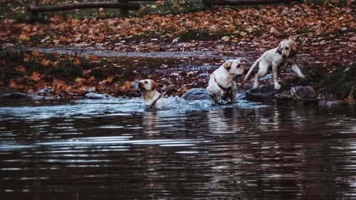 View of dogs in water