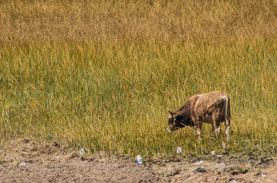 Calf on field