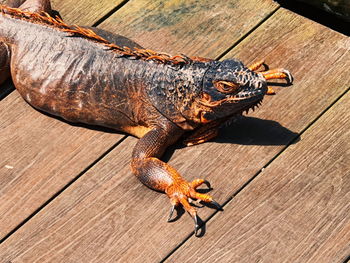 Iguana crawling on wooden boards at the singapore zoo