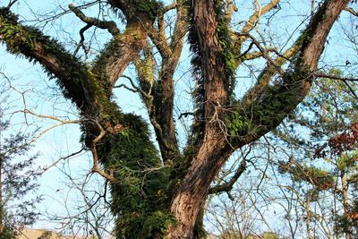 Low angle view of trees against sky