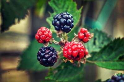 Close-up of berries growing on tree