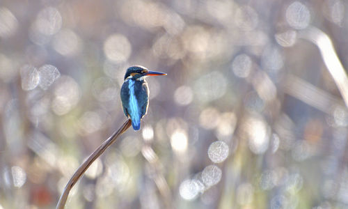 Close-up of a bird perching on a branch