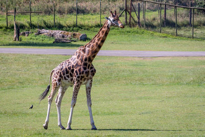 View of an giraffe on grass